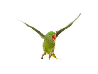 Beautiful Alexandrine parakeet flying isolated on white