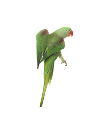 Beautiful bright Alexandrine parakeet isolated on white