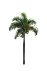  Palm tree or Normanbya normanbyi ,on white