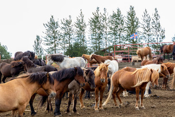 Fototapeta na wymiar Iceland. Icelandic horses on a herd breeding in a farm. The concept of unique rural tourism and ecotourism.