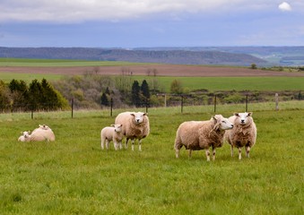 Naklejka na ściany i meble sheep and lambs in field
