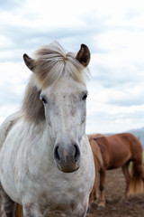 Obraz na płótnie Canvas Vertical portrait of gorgeous white icelandic horse standing against the wind with fluttering hair