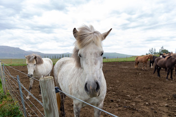 Gorgeous Icelandic horses. A lone white stallion of the famous Icelandic free-range breed on a domestic farm is looking for a friend and waiting for him. Childhood friend. Ecotourism concept.