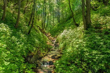 Fototapeta na wymiar Forest stream flowing in the bottom of the ravine