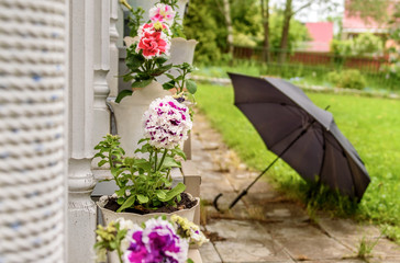 Fototapeta na wymiar Petunias in pots on the porch of a country house after the rain. Selective focus