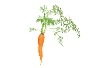  One ripe organic Carrot with leaves  isolated on white background.