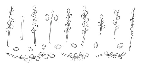 pussy willow set in black and white. Easter plants in black and white line art vector for coloring book and and greeting design