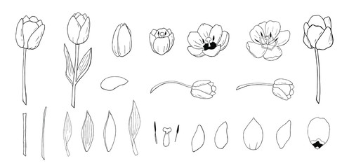 tulips set vector in black and white that consists tulip elements. Construct your own tulip wreath. Elements for constucting easter cards