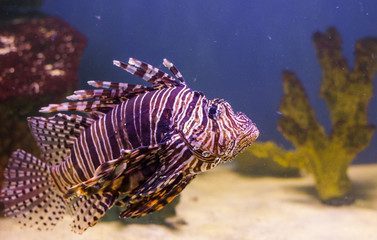 colorful tropical Lionfish in aquarium