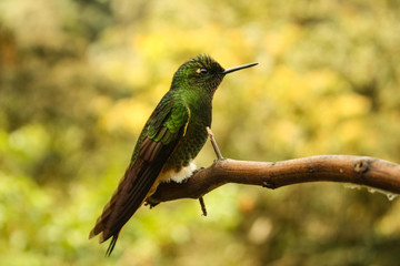 A Hummingbird or Trochilinae in a branch. The Cocora valley. Colombia