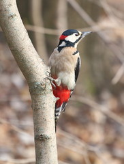 bird,specht,wald,vogel,park,garden