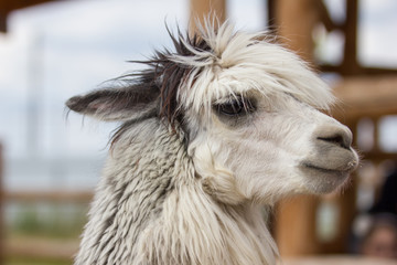 Obraz premium cute lama portrain in zoo