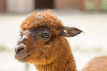 cute lama portrain in zoo