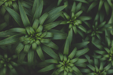 Green leaves and plant texture background