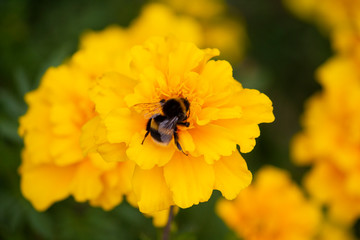 Bumblebee pollinates a yellow flower on the lawn. Nature