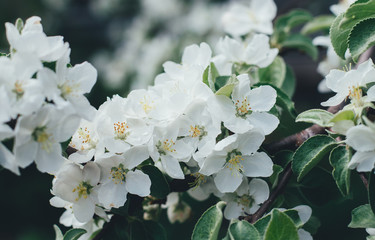 Blooming apple tree in the garden close-up