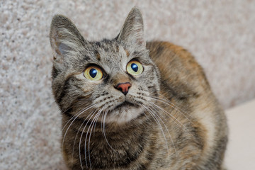 yellow cat with bulging eyes