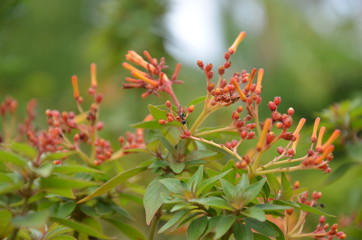 Fototapeta premium spring small orange flowers & ant searching for food, 