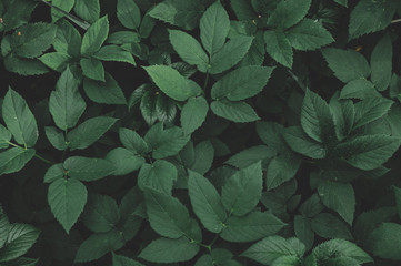 Natural background of dark green leaves in the forest