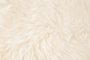White real wool with beige top texture background. light cream natural sheep wool.  seamless plush cotton, texture of fluffy fur for designers
