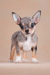 Chihuahua puppy color merle in the studio on a beige background