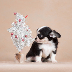 New Year Chihuahua puppy with a little Christmas tree