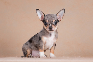 Merle Chihuahua puppy sitting in the studio on a beige background