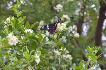 Indian red & black butterfly