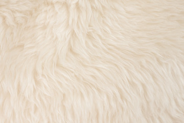 White real wool with beige top texture background. light cream natural sheep wool.  seamless plush...