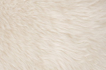 White real wool with beige top texture background. light cream natural sheep wool.  seamless plush cotton, texture of fluffy fur for designers