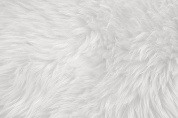 White real wool with beige top texture background. light cream natural sheep wool.  seamless plush cotton, texture of fluffy fur for designers