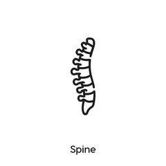 spine icon vector . spine sign symbol