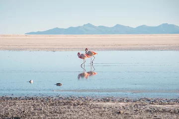 Fototapeten flamingos at salt flats © Yury Zap