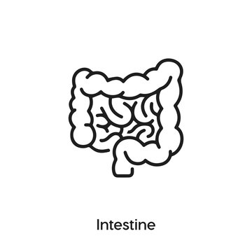 intestine icon vector. intestine body organ icon vector symbol illustration. Modern simple vector icon for your design. gut icon vector	