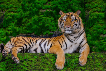 Beautiful Bengal tiger green tiger in forest show  nature.