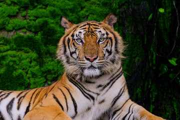 Fototapeta na wymiar Beautiful Bengal tiger green tiger in forest show nature.