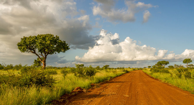 Landscape with a dirt road and African savanna in the Kruger National Park in South Africa image in horizontal format