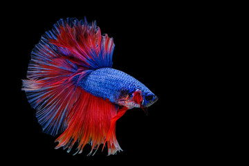 Multi color Siamese fighting fish (Rosetail)(Halfmoon),fighting fish,Betta splendens