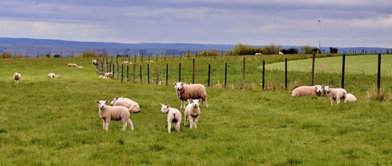 sheep and lambs in meadow