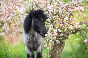 Pony portrait in spring pink blossom tree