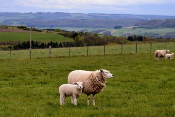 Obraz premium sheep with lamb in meadow
