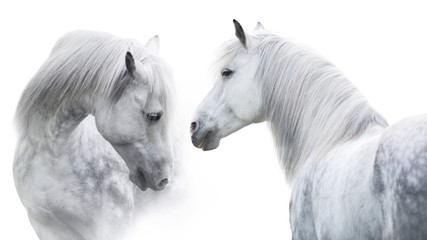 Obraz na płótnie Canvas Two White horse portrait on white background. High key image