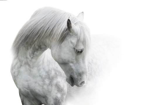 White horse portrait with long mane on white background. High key image