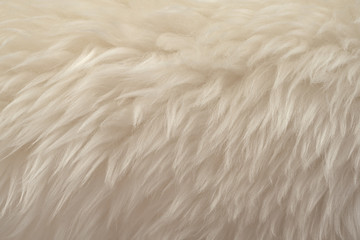 White real wool with beige top texture background. light cream natural sheep wool.  seamless plush cotton, texture of fluffy fur for designers