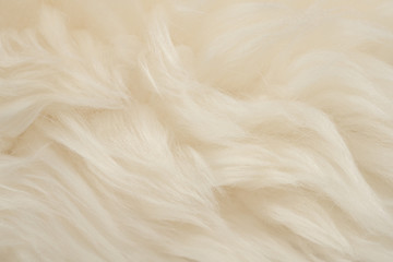 White real wool with beige top texture background. light cream natural sheep wool.  seamless plush cotton, texture of fluffy fur for designers