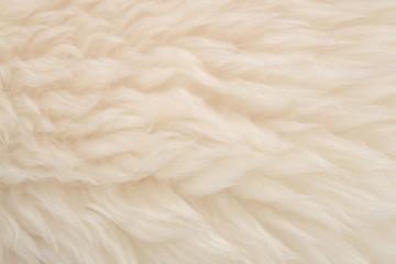 Fototapeta na wymiar White real wool with beige top texture background. light cream natural sheep wool. seamless plush cotton, texture of fluffy fur for designers