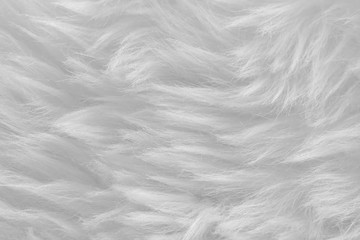 Fototapeta premium White real wool with beige top texture background. light cream natural sheep wool. seamless plush cotton, texture of fluffy fur for designers