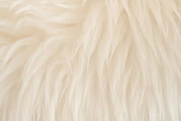 White real wool with beige top texture background. light cream natural sheep wool.  seamless plush cotton, texture of fluffy fur for designers