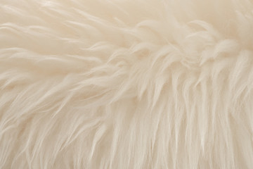 White real wool with beige top texture background. light cream natural sheep wool.  seamless plush cotton, texture of fluffy fur for designers