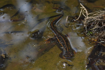 アマミシリケンイモリ